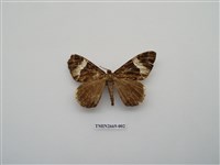 藏品(尺蛾211)的圖片